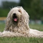 Hungarian Shepherd photo