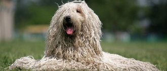 Hungarian Shepherd photo