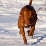 Hungarian Vizsla – 60 km/h