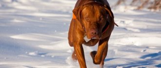 Hungarian Vizsla – 60 km/h