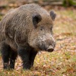 boar animal