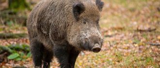 boar animal