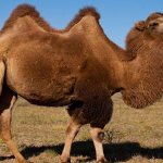 Bactrian camel