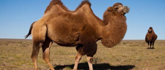 Bactrian camel