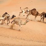 Camel-animal-Description-features-species-and-habitat-of-camel-9