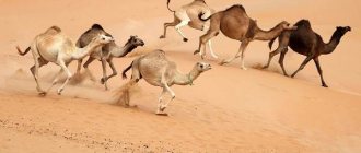 Camel-animal-Description-features-species-and-habitat-of-camel-9