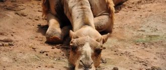 Camel