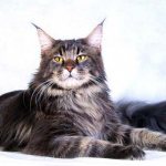 maine coon weight