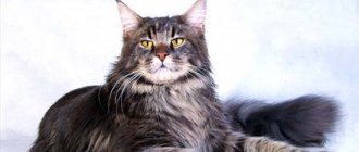 maine coon weight