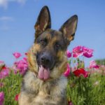 Cheerful German Shepherd