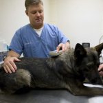 Veterinarian looking for a chip in a dog