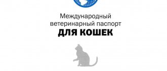 Veterinary passport of a cat