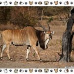 Antelope species-description-classification-place-in-ecosystem-2