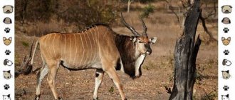 Antelope species-description-classification-place-in-ecosystem-2