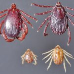 Types of ticks