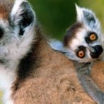 lemur species