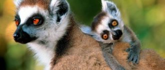 lemur species