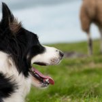 Types of Shepherd Dogs