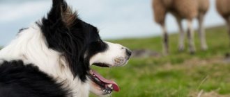 Types of Shepherd Dogs