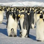 Species-of-penguins-Description-names-features-photos-and-lifestyle-of-species-of-penguins-4