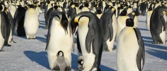 Species-of-penguins-Description-names-features-photos-and-lifestyle-of-species-of-penguins-4