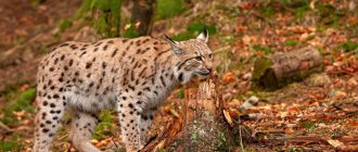 lynx species