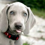 Types of gray dogs: large, medium and small breeds with photographs.