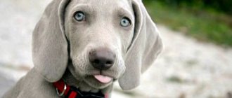 Types of gray dogs: large, medium and small breeds with photographs.