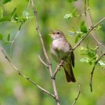 Types of nightingales