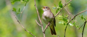 Types of nightingales