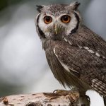 Species-of-owls-Description-names-and-photos-of-species-of-owls-7