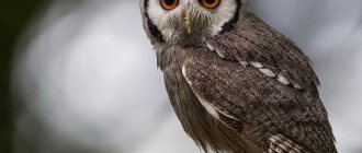 Species-of-owls-Description-names-and-photos-of-species-of-owls-7