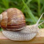 Types of snails - sea and land - 1. Helix pomatia