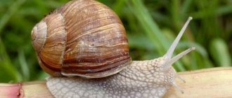 Types of snails - sea and land - 1. Helix pomatia