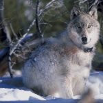 Species-of-wolves-their-features-names-lifestyle-and-habitat-1