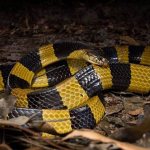 Species-of-snakes-Description-features-names-and-photos-of-species-of-snakes-13