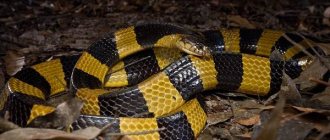 Species-of-snakes-Description-features-names-and-photos-of-species-of-snakes-13