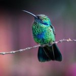 Appearance of hummingbird