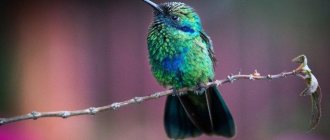 Appearance of hummingbird