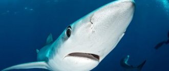 appearance of a blue shark