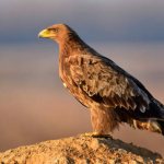 Appearance of the steppe eagle