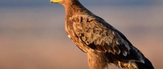 Appearance of the steppe eagle