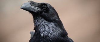 Raven appearance