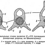 Internal structure of a shark