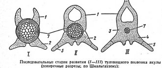 Internal structure of a shark