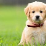 At what months does a puppy stop peeing at home?