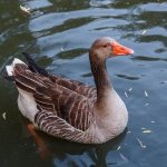 Waterfowl-Description-names-and-features-of-waterfowl-4