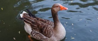 Waterfowl-Description-names-and-features-of-waterfowl-4