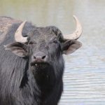 Water buffalo