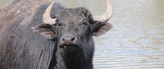 Water buffalo